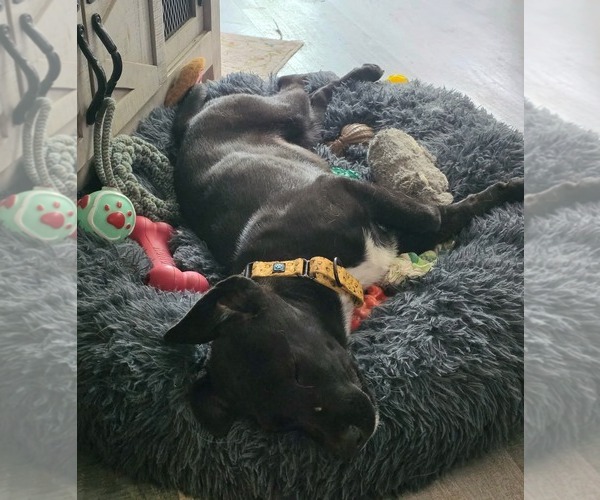 Medium Photo #1 Labrador Retriever-Unknown Mix Puppy For Sale in Overland Park, KS, USA