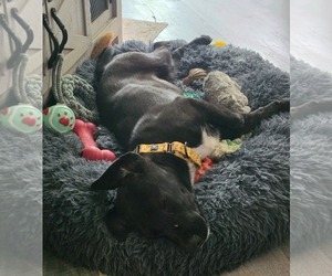 Labrador Retriever-Unknown Mix Dogs for adoption in Overland Park, KS, USA