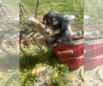 Small Photo #12 Australian Shepherd Puppy For Sale in FARMVILLE, VA, USA