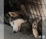Small #7 Siberian Husky Mix