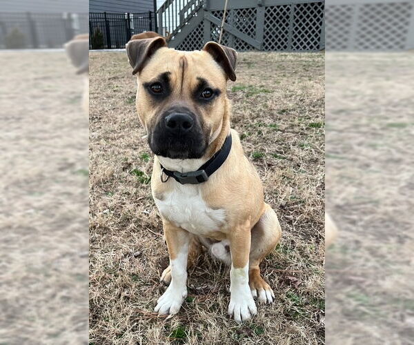 Medium Photo #3 Black Mouth Cur-Unknown Mix Puppy For Sale in Cary, NC, USA