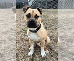 Small #2 Black Mouth Cur Mix