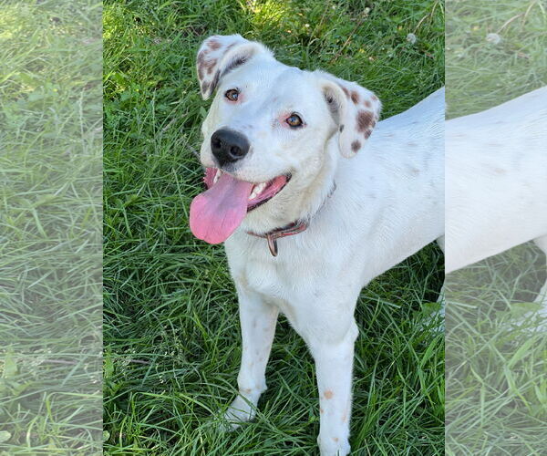 Medium Photo #3 Mutt Puppy For Sale in Farmington, MN, USA