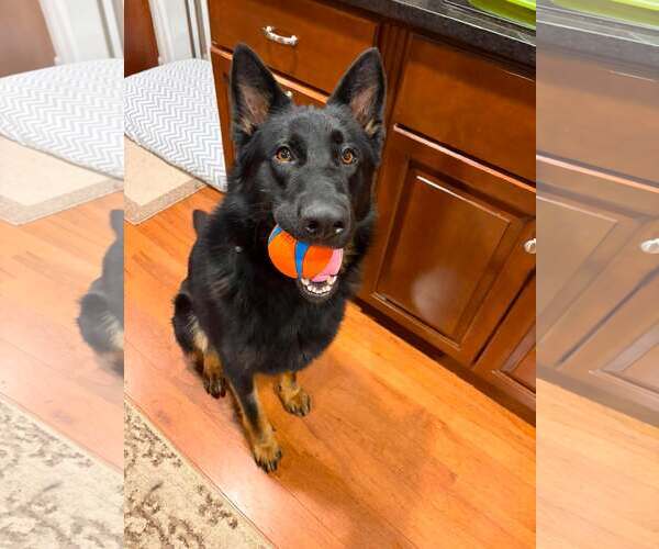 Medium Photo #3 German Shepherd Dog Puppy For Sale in Gretna, NE, USA