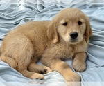 Small Photo #19 Golden Retriever Puppy For Sale in WOODSTOCK, CT, USA