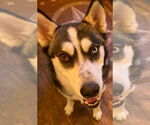 Small Siberian Husky
