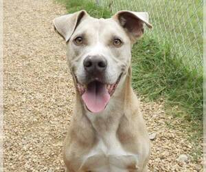 American Pit Bull Terrier-Unknown Mix Dogs for adoption in Anniston, AL, USA