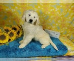 Small Photo #67 English Cream Golden Retriever Puppy For Sale in PEYTON, CO, USA