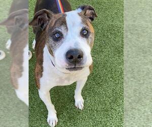 Mutt Dogs for adoption in Fayetteville, NC, USA