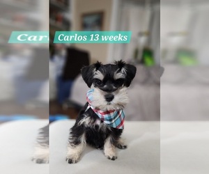 Schnauzer (Miniature) Litter for sale in DAHLONEGA, GA, USA