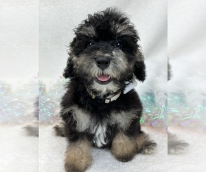 Bernedoodle (Miniature) Puppy for sale in BULLARD, TX, USA