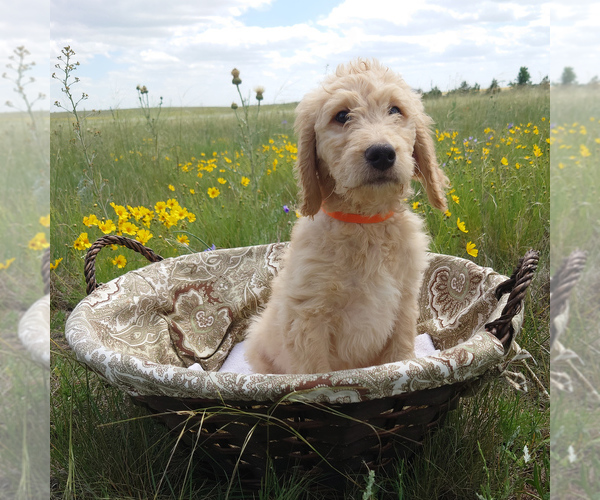 Medium Photo #1 Goldendoodle Puppy For Sale in PEYTON, CO, USA