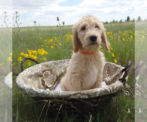 Goldendoodle Puppy for sale in PEYTON, CO, USA