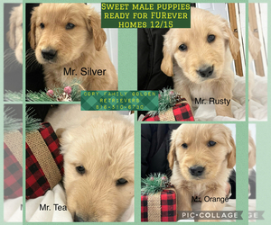 Golden Retriever Puppy for Sale in KANSAS CITY, Missouri USA