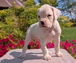 Puppy Chloe Boxer