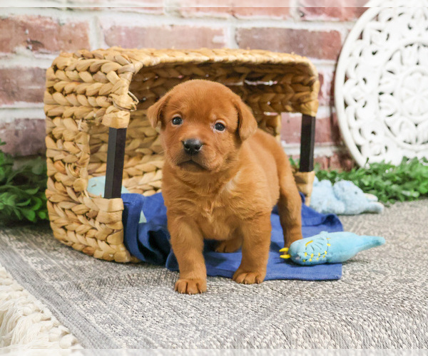 Medium Photo #1 Labrador Retriever Puppy For Sale in SYRACUSE, IN, USA