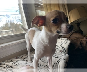 Chihuahua Puppy for sale in WOODBRIDGE, VA, USA