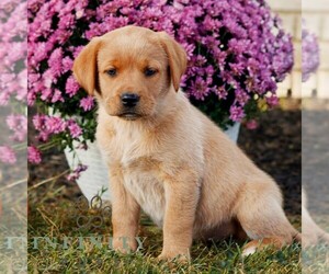 Labrador Retriever Puppy for sale in MORGANTOWN, PA, USA