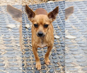 Chihuahua Dogs for adoption in Walnutport, PA, USA