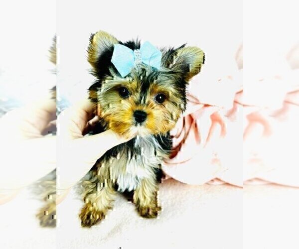 Medium Photo #16 Morkie Puppy For Sale in WEST PALM BEACH, FL, USA