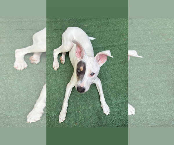 Medium Photo #3 American Pit Bull Terrier-Unknown Mix Puppy For Sale in Germantown, OH, USA
