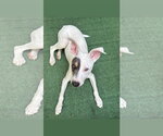 Small #2 American Pit Bull Terrier Mix