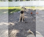 Small Photo #3 Anatolian Shepherd Puppy For Sale in HOLIDAY, FL, USA