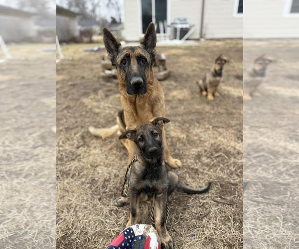 Medium Photo #6 German Shepherd Dog Puppy For Sale in Gretna, NE, USA