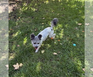 Wooly - Male Pumi-Unknown Mix Dog for Adoption - Photo #2