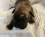 Puppy Diesel Boxer