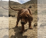 Small Photo #45 Rhodesian Ridgeback Puppy For Sale in MORONGO VALLEY, CA, USA