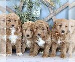 Small Photo #2 Goldendoodle (Miniature) Puppy For Sale in BIGLERVILLE, PA, USA
