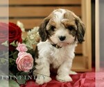 Small Cavachon