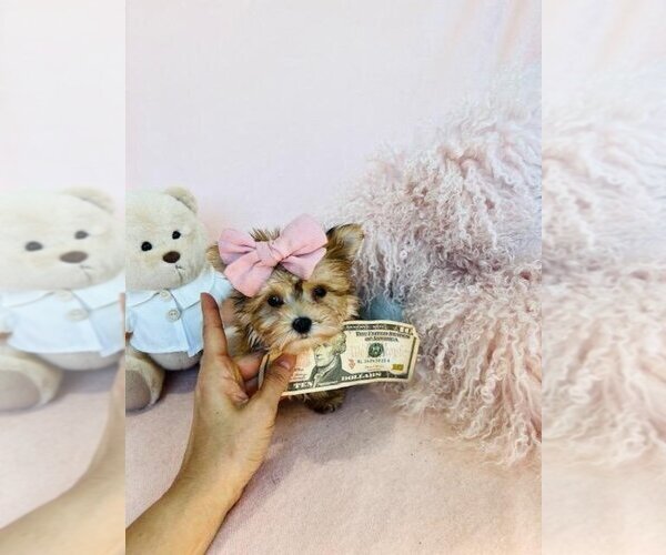 Medium Photo #12 Yorkshire Terrier Puppy For Sale in MIAMI, FL, USA