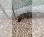 Small Photo #3 Malinois Puppy For Sale in MOULTRIE, GA, USA