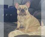 Small Photo #1 French Bulldog Puppy For Sale in OAK PARK, MI, USA