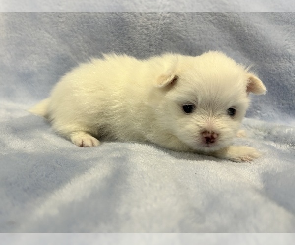 Medium Photo #32 Pomeranian Puppy For Sale in DES MOINES, WA, USA