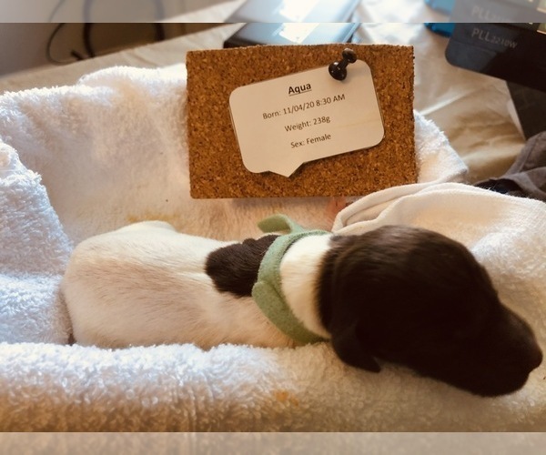Medium Photo #8 German Shorthaired Pointer Puppy For Sale in CHEYENNE, WY, USA