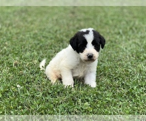 Pyredoodle Puppy for Sale in NEOLA, West Virginia USA