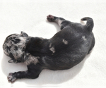 Small #4 Pug