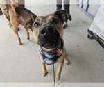 Small #7 German Shepherd Dog Mix