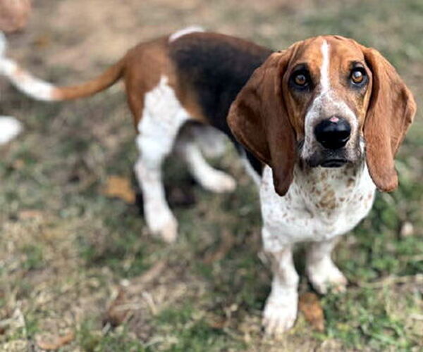 Medium Photo #2 Bagle Hound Puppy For Sale in Deepwater, NJ, USA