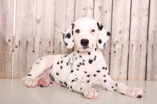 Medium Photo #1 Dalmatian Puppy For Sale in MOUNT VERNON, OH, USA