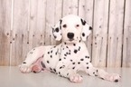 Small Dalmatian