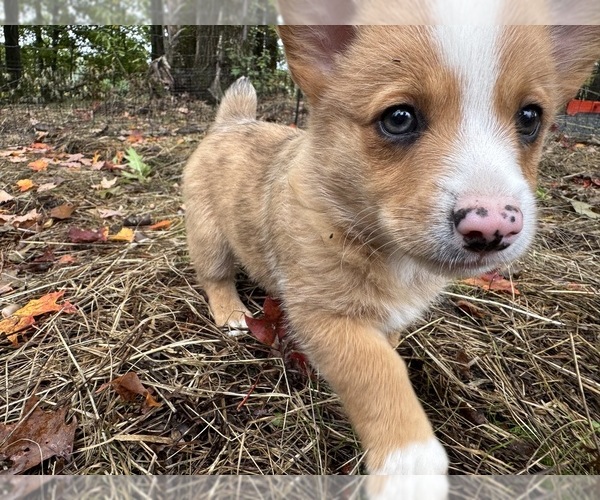 Medium Photo #4 Aussie-Corgi Puppy For Sale in ESPERANCE, NY, USA