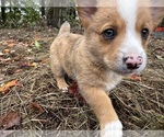 Clover - Female Aussie-Corgi Puppy for Sale - Photo #4