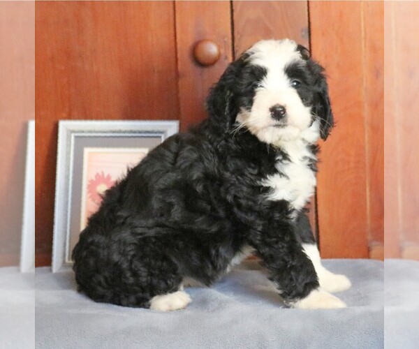 Medium Photo #2 Bernedoodle Puppy For Sale in FREDERICKSBRG, PA, USA