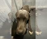 Small American Staffordshire Terrier-Labrador Retriever Mix