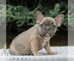 Small Photo #2 French Bulldog Puppy For Sale in EAST EARL, PA, USA