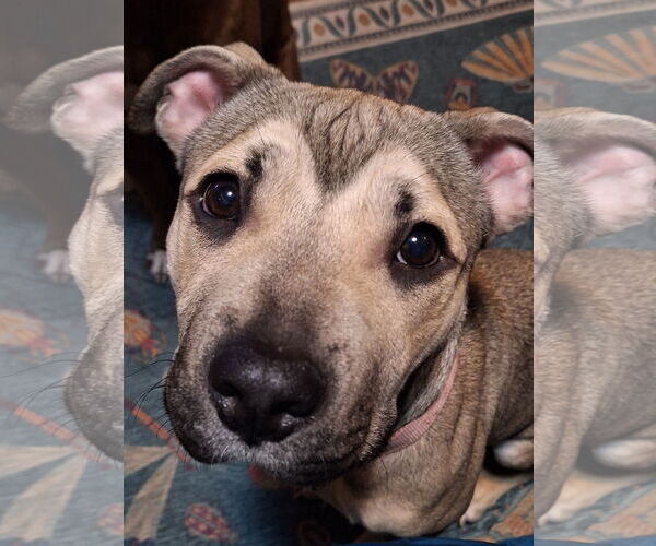 Medium Photo #1 Mutt Puppy For Sale in Princeton, MN, USA